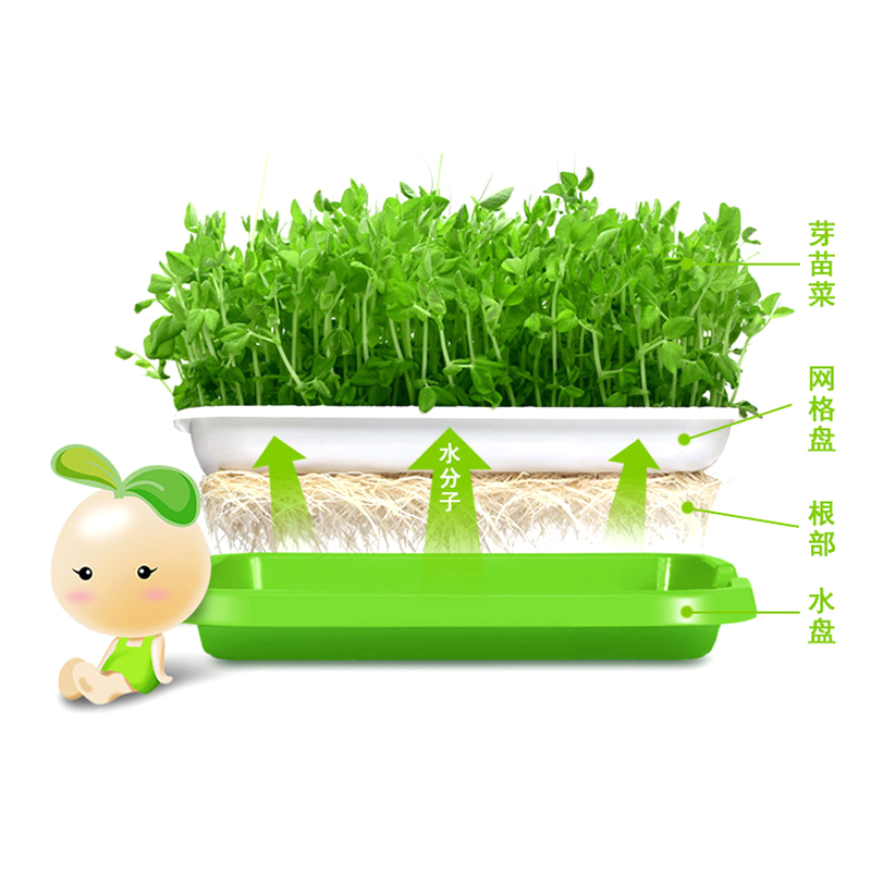 儿童水培种植苗芽菜套装儿童DIY