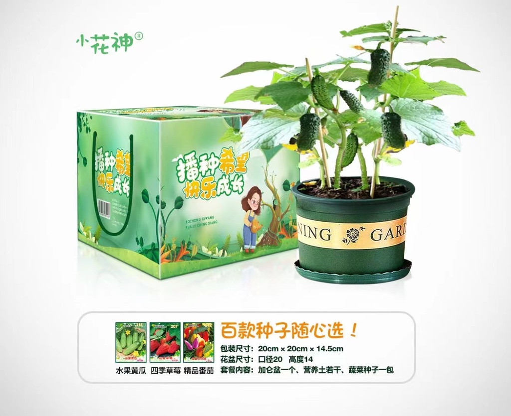 儿童DIY硕果累累种植套装