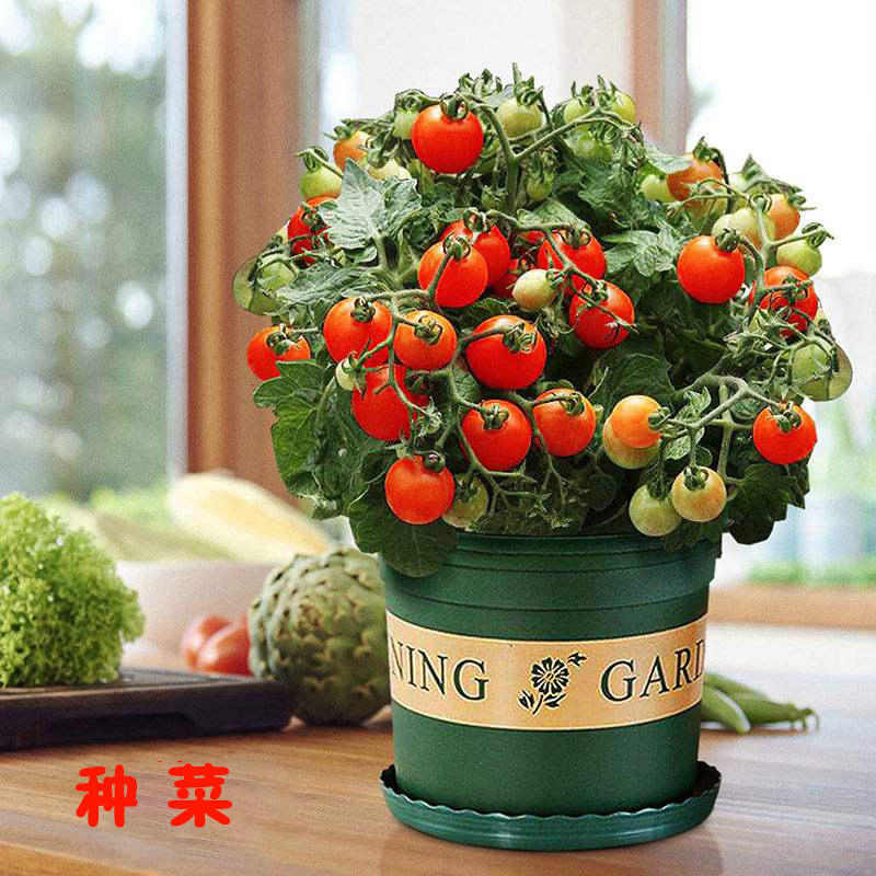 儿童DIY硕果累累种植套装