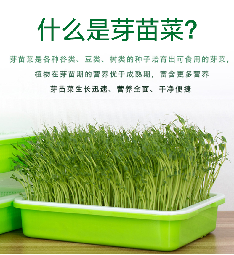 儿童水培种植苗芽菜套装儿童DIY