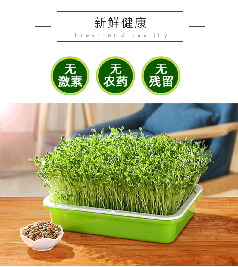 儿童水培种植苗芽菜套装儿童DIY