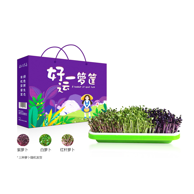 儿童DIY 好运一箩筐 萝卜发芽菜
